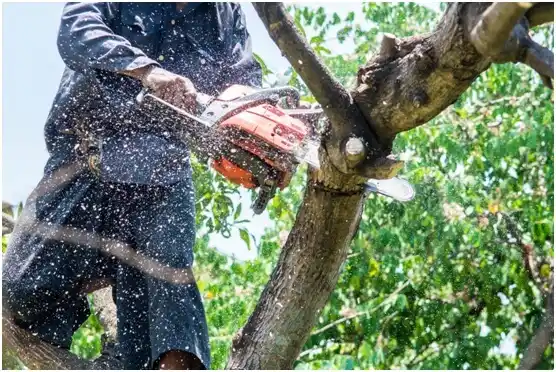 tree services Collegedale